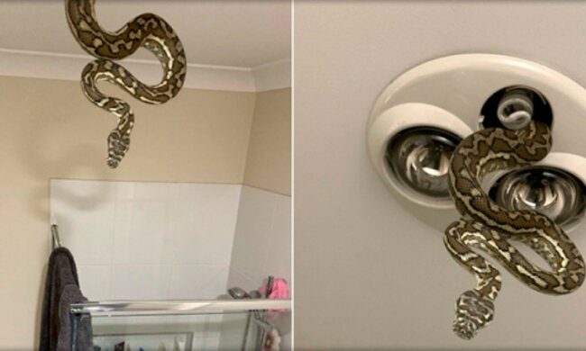 In Australien kam eine Python aus einer Leuchte, als Kinder sich vor dem Schlafengehen die Zähne putzten