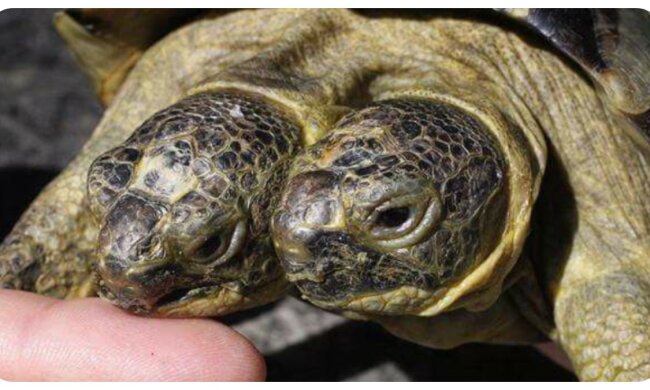 Zweiköpfige Schildkröte. Quelle: animalchannel.com