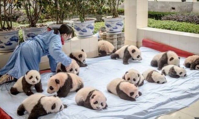 Kindergarten für Pandas: einer der süßesten Orte der Welt