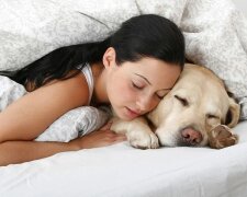 Warum es wichtig ist, den Hund bei seinem Besitzer im Bett schlafen zu lassen: Gründe, die den vierbeinigen Freund erfreuen