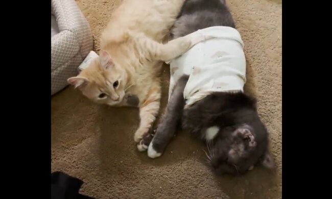 Nico und Dewie. Quelle: Screenshot Youtube