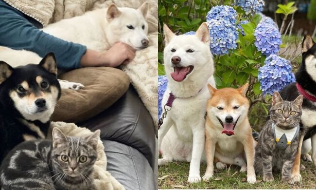 Katze mit Hunde. Quelle: Screenshot