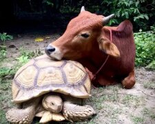 Eine starke Verbindung: Die Riesenschildkröte und das dreibeinige Kalb sind im Reservat untrennbar geworden