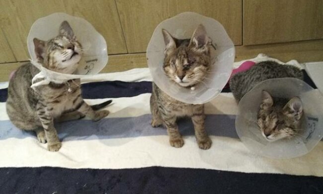 Die Frau nahm aus einem Tierheim drei Katzen, die nichts sehen konnten: die Tiere warteten seit einem Jahr auf den Besitzer