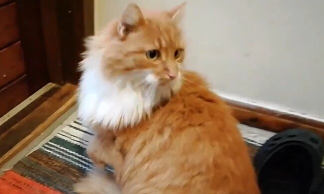 Rote Katze. Quelle: 120.su