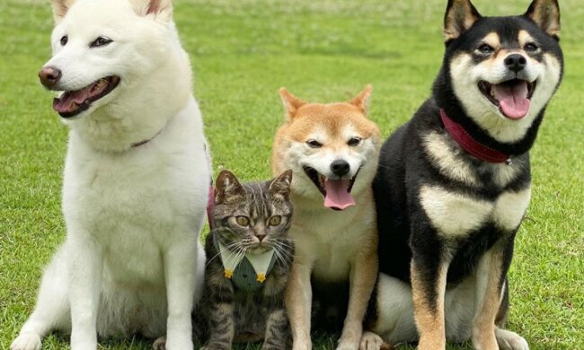 Die Japanerin brachte einen Freund zu ihren drei Hunden, der sehr gut in die Mannschaft passte
