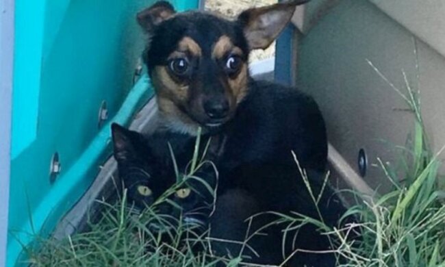 Wie eine Katze und ein Hund: die Geschichte von Babys, die sich weigern, sich voneinander zu trennen