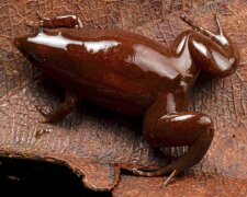 "Schokoladenfrosch" in seiner Lebenswelt. Quelle: www. tengrinews.сom