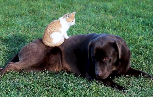 Kätzchen und Hund. Quelle: Screenshot Youtube