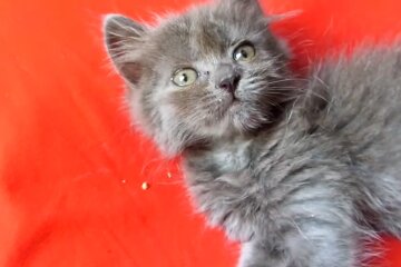 Babykatze. Quelle: Youtube Screenshot