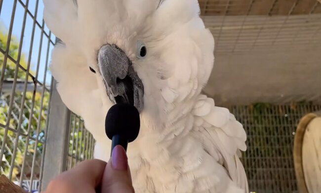 Faszinierende Welt der Tiere. Quelle: Screenshot YouTube