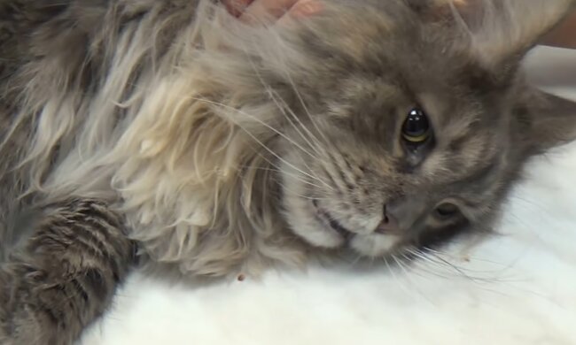 Kater. Quelle: Screenshot YouTube