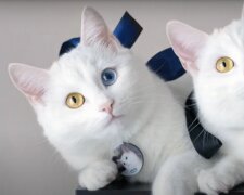 Katzen - Zwillinge. Quelle: Screenshot YouTube