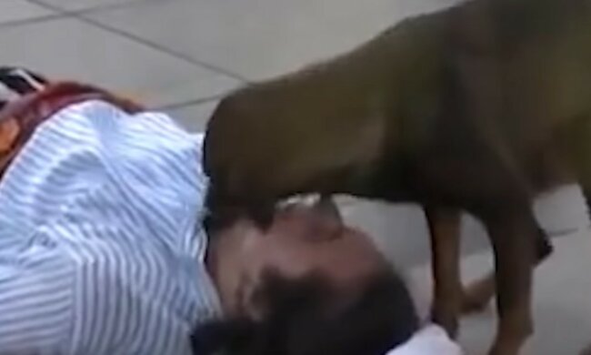 Guter Hund. Quelle: Youtube Screenshot