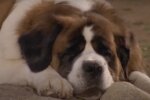 Beethoven. Quelle: Screenshot YouTube