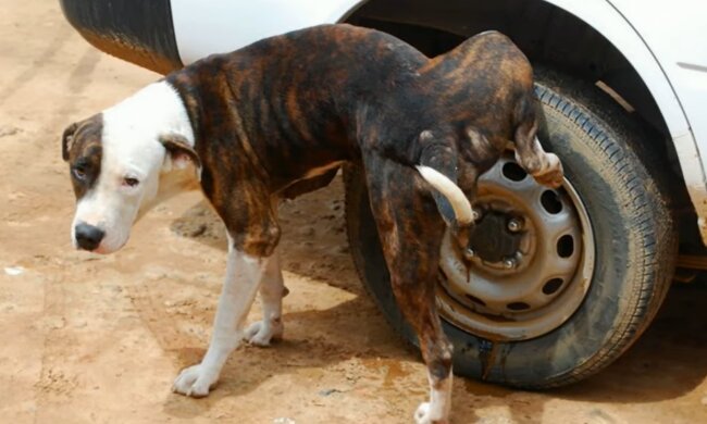 Die Gewohnheit des Tieres stört die Autobesitzerin. Quelle: Screenshot YouTube