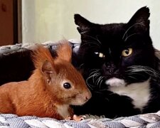Katze und Eichhörnchen. Quelle: Screenshot YouTube