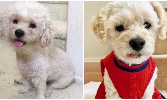 Nette Hündin. Quelle: Screenshot YouTube