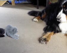 Hund und Kätzchen. Quelle: Screenshot YouTube