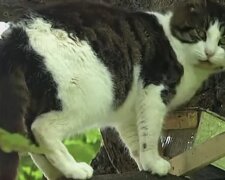 Eine Katze an einer Schüssel mit Futter. Quelle: Screenshot YouTube