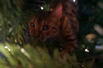 Besitzer konnten ihre Katze, die sich an der auffälligsten Position versteckt hatte, lange Zeit nicht finden