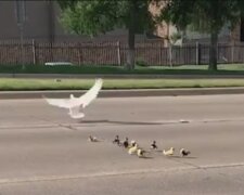 Die Entenmutter nahm ihre Küken auf einen Spaziergang mit und landete auf einer Fahrbahn