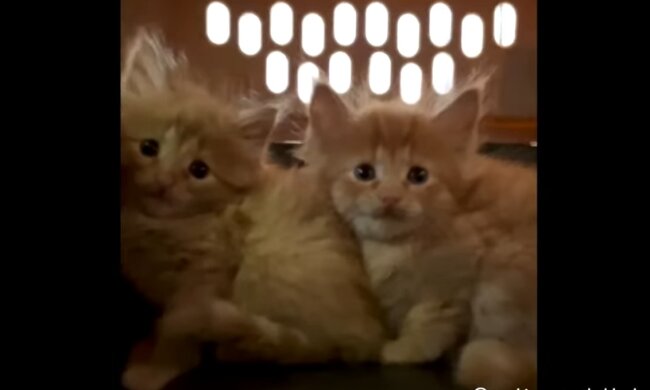 Babykatzen. Quelle: Youtube Screenshot