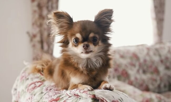 Hund. Quelle: Screenshot YouTube