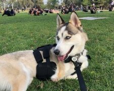 Er hat drei Beine, aber ein großes liebevolles Herz: die Geschichte von Husky Tras