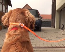 Mehr als Freund: Ein großer gelber Hund schiebt den Spazierwagen seines Besitzers der nicht laufen kann
