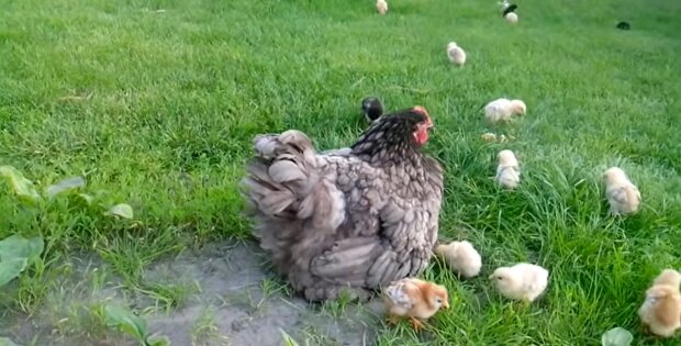 "Es sieht nicht nach Eiern aus": Eine Henne hat angefangen, Nüsse zu legen