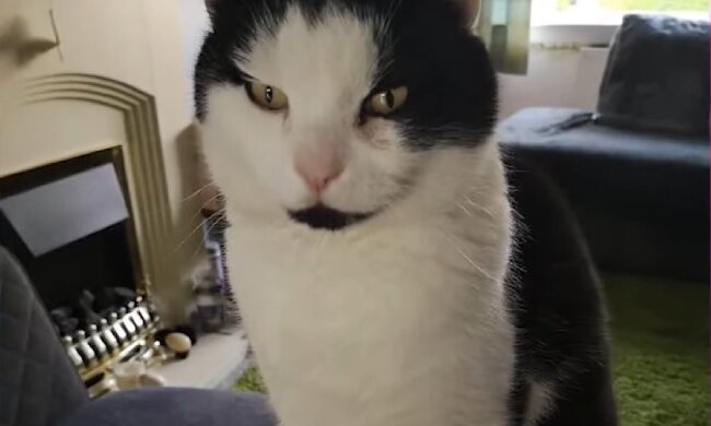 Kleptomanischer Kater. Quelle: Screenshot Youtube