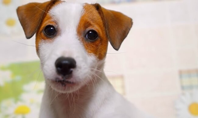 Jack Russell. Quelle: Youtube Screenshot