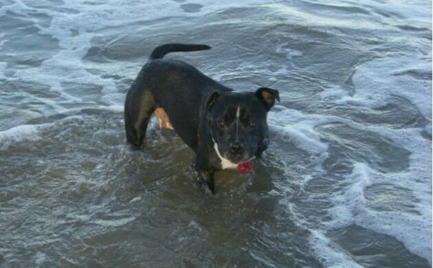 Schutzengel: ein treuer Hund hat einen zweijährigen Jungen gerettet