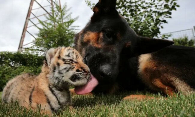 Wie die Hunde das kleine Tigerchen großziehen, auf das die Mutter verzichtet hat