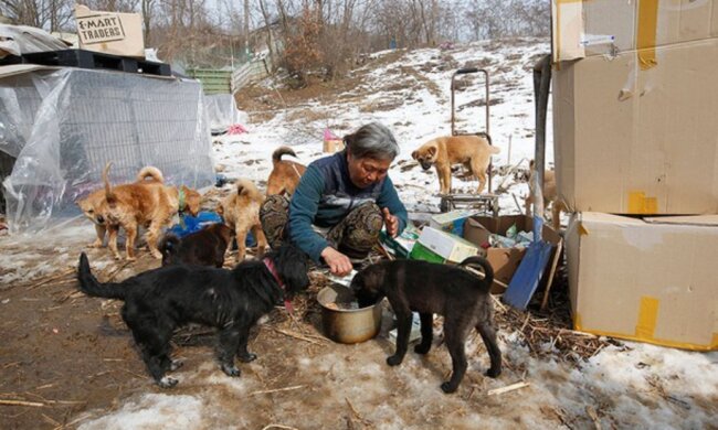 Fürsorge für Tiere: Eine 61-jährige Frau hat 200 Hunde in ihrem Hof und kommt gut mit ihnen aus