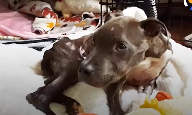 Wehrloses Hündchen. Quelle: Screenshot YouTube