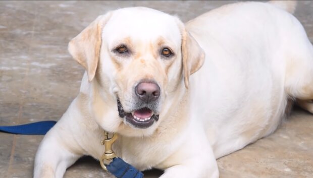 "Sandy hat einen tollen Job gemacht": Schlauer Hund rettet älterem Besitzer das Leben
