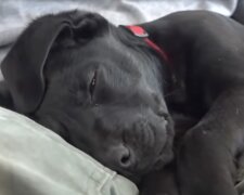 Emerson, Hund. Quelle: Screenshot YouTube