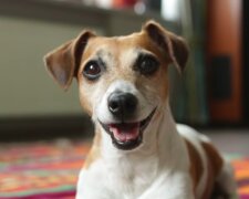Lächelnder Hund. Quelle: Screenshot Youtube