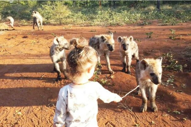 “Brave Baby”: Das Mädchen übertraf sogar Mowgli, weil sie in einem Rudel Hyänen zur Verwandtin wurde