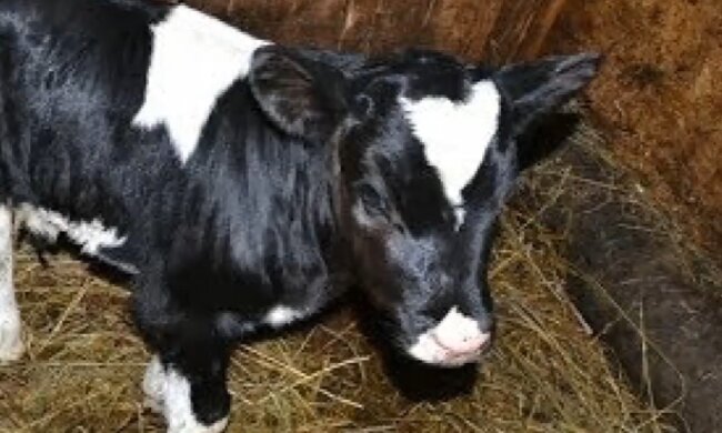 Kalb. Quelle: Screenshot Youtube