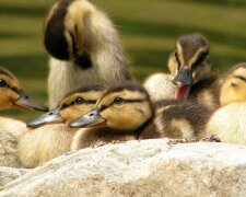 Eine rührende Umarmung: Vögel, die sich umarmen können