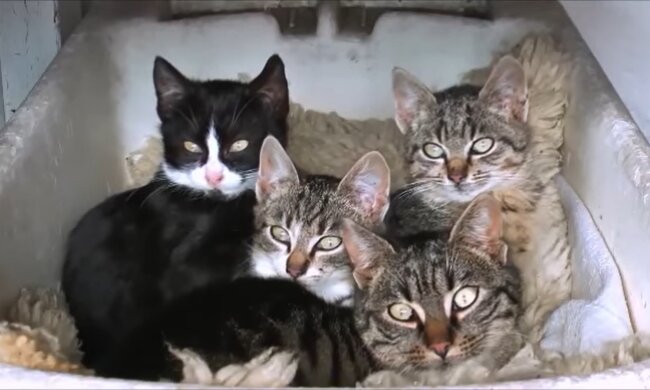 Katzenparty. Quelle: Youtube Screenshot