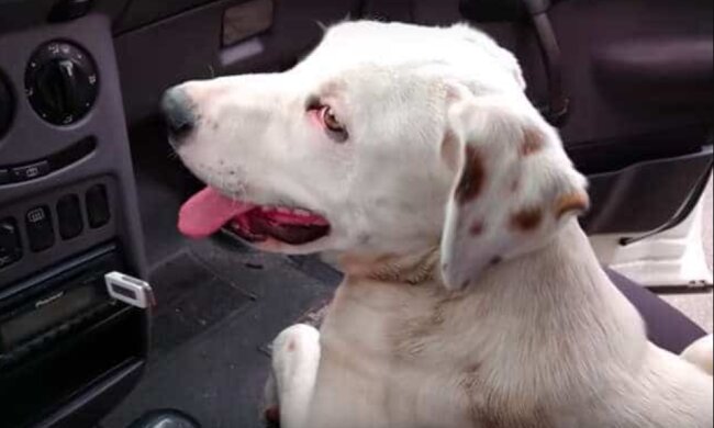 Ein obdachloser Hund sprang in ein Auto, so dass sie ein neues Familienmitglied fanden
