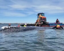 Rettungsdrama in der Ostsee. Quelle: Youtube Screenshot
