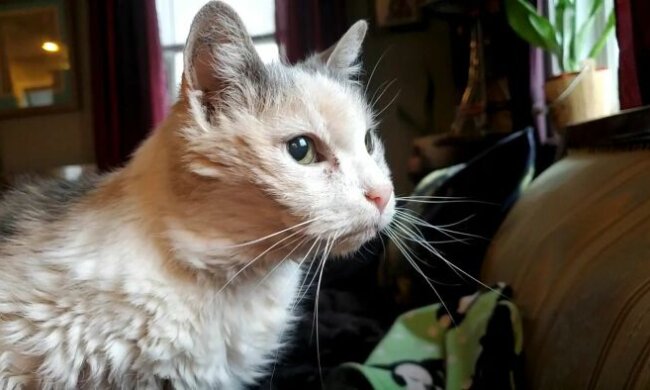 Die ältere Katze hat ihre früheren Besitzer überlebt und lebt jetzt mit zwei anderen Katzen zusammen, die ein Jahrzehnt älter sind