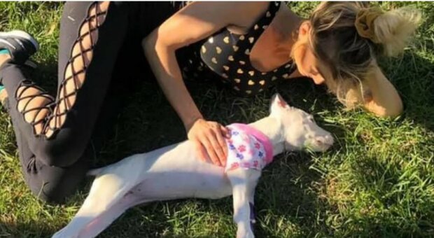 Eine Frau heilte einen kranken Hund, den alle verlassen hatten, und fand einen liebevollen Freund