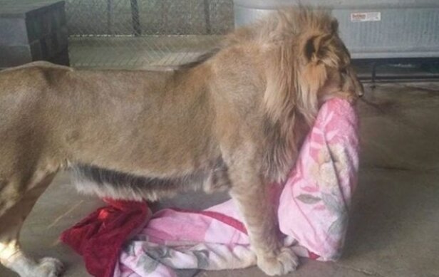 Das gerettete Löwenbaby kann ohne Decke nicht schlafen, obwohl es bereits erwachsen ist