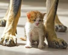 Der Haushund "überredete" ein obdachloses Kätzchen, zu ihm nach Hause zu gehen, weil seine Besitzer nett sind und eine Katze gern adoptieren